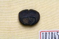 藏品(二齒魨牙齒化石)的圖片